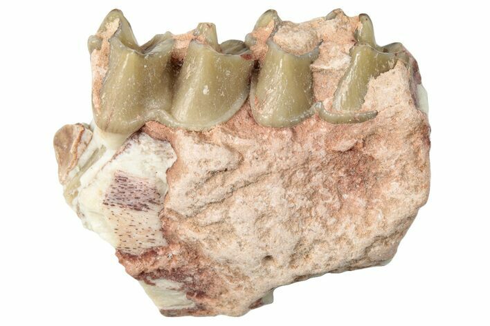 Fossil Horse (Mesohippus) Jaw Section - South Dakota #289552